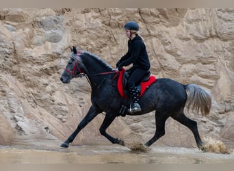 Pura Raza Árabe, Semental, 6 años, 162 cm, Tordo