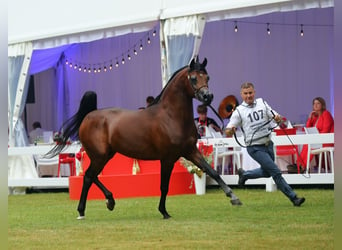 Pura Raza Árabe, Semental, 7 años, 153 cm, Castaño