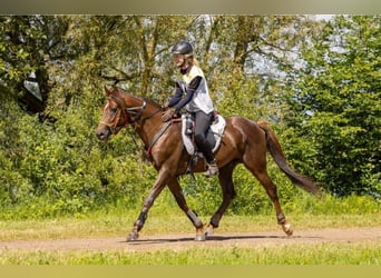 Pura Raza Árabe, Semental, 7 años, 157 cm, Alazán-tostado