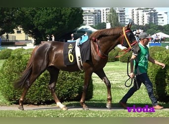 Pura Raza Árabe, Semental, 7 años, 157 cm, Alazán-tostado