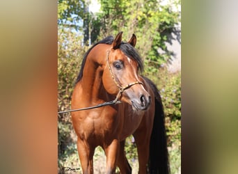 Pura Raza Árabe, Semental, 7 años, Castaño
