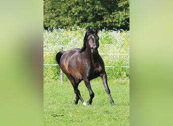 Pura Raza Árabe, Semental, 8 años, 152 cm, Castaño oscuro