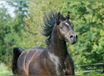 Pura Raza Árabe, Semental, 8 años, 152 cm, Castaño oscuro