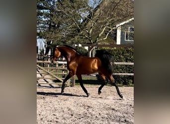 Pura Raza Árabe, Semental, 9 años, 163 cm, Castaño