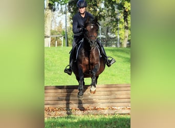 Pura Raza Árabe, Semental, 10 años, 152 cm, Castaño oscuro