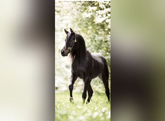 Pura Raza Árabe, Semental, 7 años, 152 cm, Morcillo