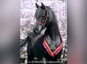 Pura Raza Árabe, Semental, 8 años, 156 cm, Negro