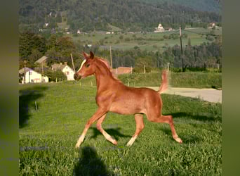 Pura Raza Árabe, Semental, Potro (04/2023), 155 cm, Alazán-tostado