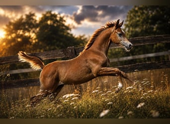Pura Raza Árabe, Semental, Potro (04/2026), Tordo
