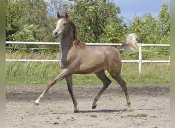 Pura Raza Árabe, Semental, Potro (01/2023), Tordo