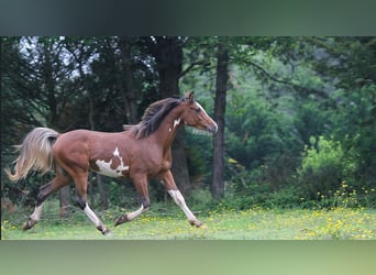 Pura Raza Árabe, Semental, 3 años, 154 cm, Sabino