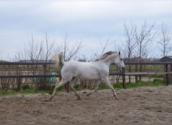 Pura Raza Árabe, Yegua, 11 años, 155 cm, Tordo