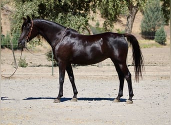 Pura Raza Árabe, Yegua, 12 años, 152 cm, Negro