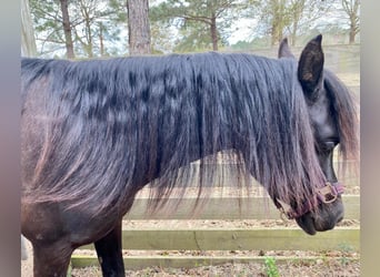 Pura Raza Árabe, Yegua, 12 años, 153 cm, Negro