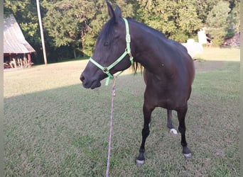 Pura Raza Árabe, Yegua, 15 años, 152 cm, Negro