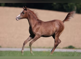 Pura Raza Árabe, Yegua, 17 años, 156 cm, Alazán