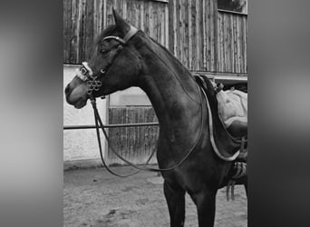 Pura Raza Árabe, Yegua, 18 años, 151 cm, Castaño oscuro