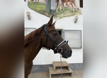Pura Raza Árabe, Yegua, 19 años, 148 cm, Alazán