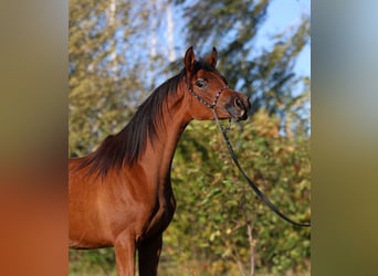 Pura Raza Árabe, Yegua, 1 año, 148 cm, Castaño