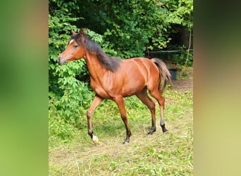 Pura Raza Árabe, Yegua, 1 año, 152 cm, Castaño