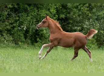 Pura Raza Árabe, Yegua, 1 año, 153 cm, Alazán