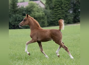 Pura Raza Árabe, Yegua, 1 año, 153 cm, Alazán