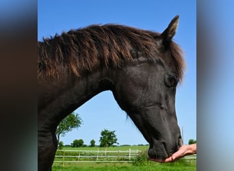 Pura Raza Árabe, Yegua, 1 año, 153 cm, Negro