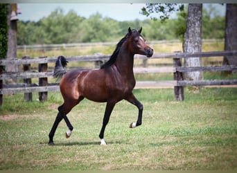 Pura Raza Árabe, Yegua, 1 año, 155 cm, Castaño oscuro