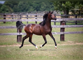 Pura Raza Árabe, Yegua, 1 año, 155 cm, Castaño oscuro