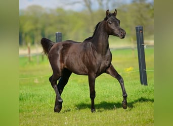 Pura Raza Árabe, Yegua, 1 año, 155 cm, Negro