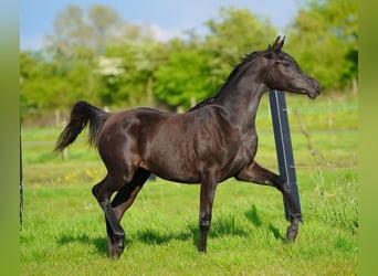 Pura Raza Árabe, Yegua, 1 año, 155 cm, Negro