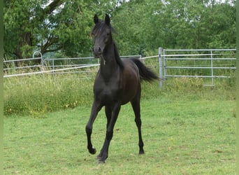 Pura Raza Árabe, Yegua, 1 año, 155 cm, Negro