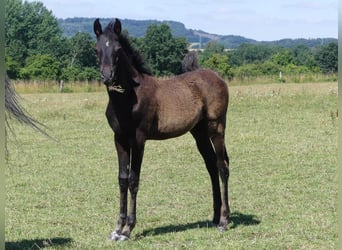 Pura Raza Árabe, Yegua, 1 año, 155 cm, Negro