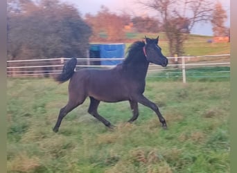 Pura Raza Árabe, Yegua, 1 año, 155 cm, Negro