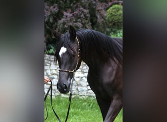 Pura Raza Árabe, Yegua, 1 año, 155 cm, Negro