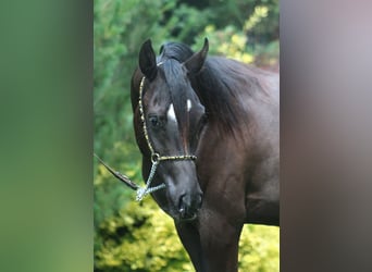 Pura Raza Árabe, Yegua, 1 año, 155 cm, Negro