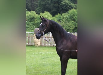 Pura Raza Árabe, Yegua, 1 año, 155 cm, Negro