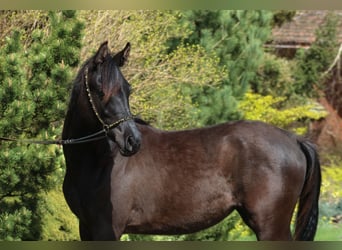 Pura Raza Árabe, Yegua, 1 año, 157 cm, Negro