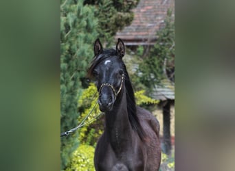 Pura Raza Árabe, Yegua, 1 año, 157 cm, Negro