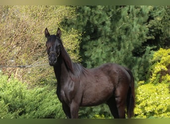 Pura Raza Árabe, Yegua, 1 año, 157 cm, Negro