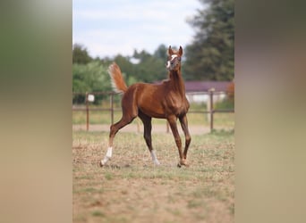 Pura Raza Árabe, Yegua, 1 año, 158 cm, Alazán