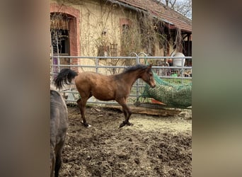 Pura Raza Árabe, Yegua, 1 año, 160 cm, Castaño