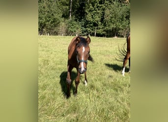 Pura Raza Árabe, Yegua, 1 año, 160 cm, Castaño