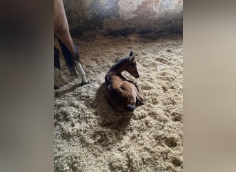 Pura Raza Árabe, Yegua, 1 año, 160 cm, Castaño