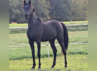 Pura Raza Árabe, Yegua, 1 año, 160 cm, Negro