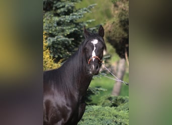 Pura Raza Árabe, Yegua, 1 año, 160 cm, Negro