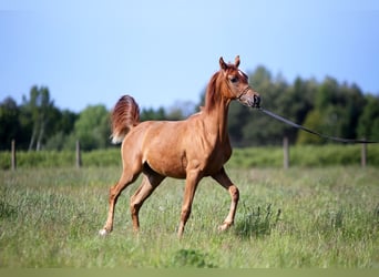 Pura Raza Árabe, Yegua, 1 año, Alazán