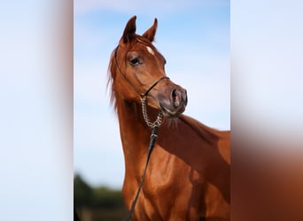 Pura Raza Árabe, Yegua, 1 año, Alazán