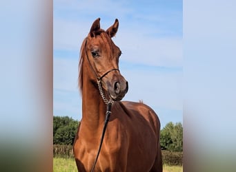 Pura Raza Árabe, Yegua, 1 año, Alazán