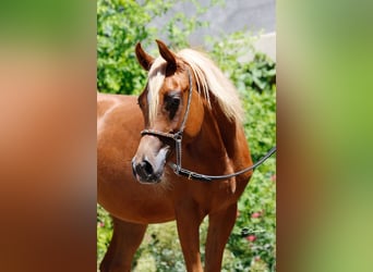 Pura Raza Árabe, Yegua, 1 año, Alazán